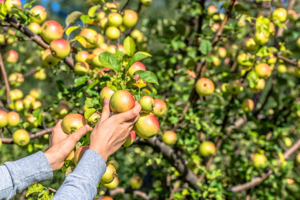 Як обробляти плодовий сад без хімії. Програма біозахисту з квітня до жовтня