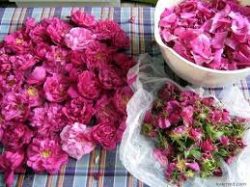 Как собирать и сушить лепестки роз