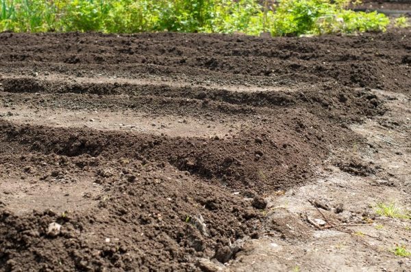 Висадка розсади у відкритий ґрунт та теплицю: як підготувати рослини та ґрунт