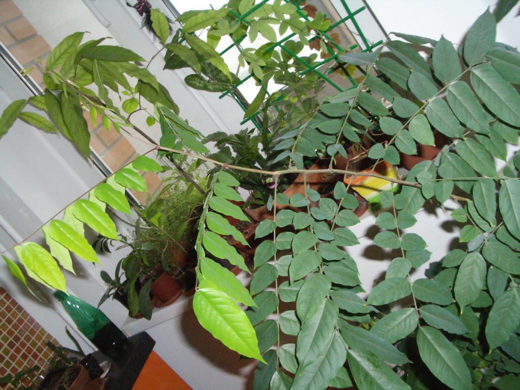 Доступна екзотика: які екзотичні рослини можна виростити вдома із насіння