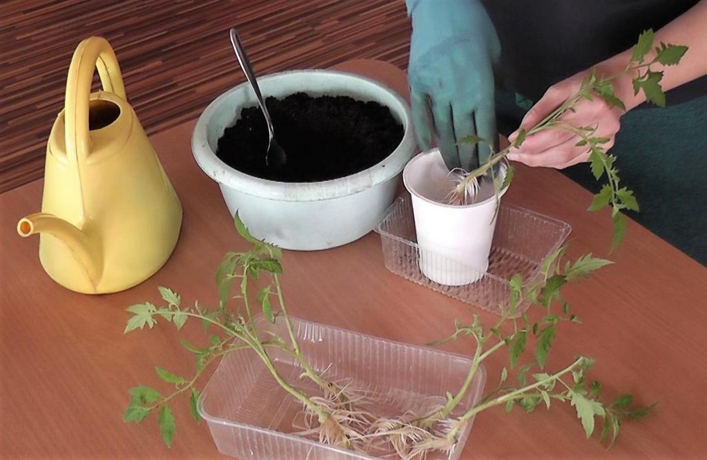 Освоюємо живцювання(черенкование) томатів: як збільшити кількість розсади вдвічі