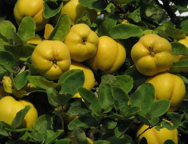 Айва – "шляхетне яблуко". Посадка, розмноження та сорти