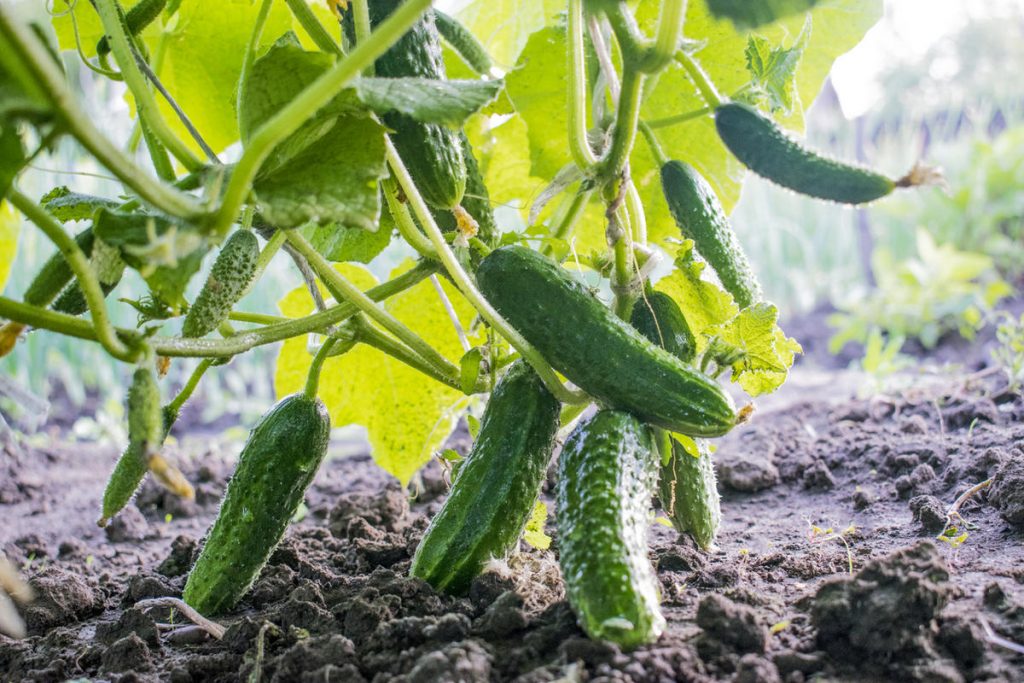 Секрети бувалих городників: як підвищити врожайність овочів