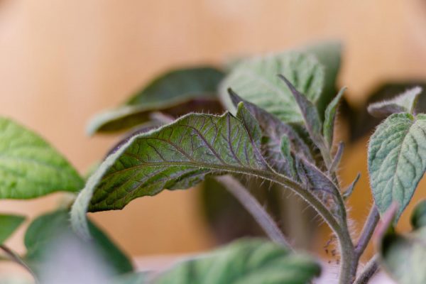 5 проблем із розсадою після пересадки: чим допомогти рослинам