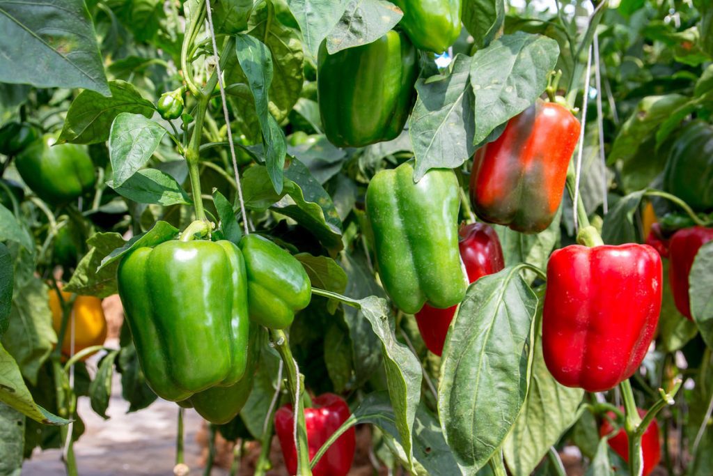 Секрети бувалих городників: як підвищити врожайність овочів