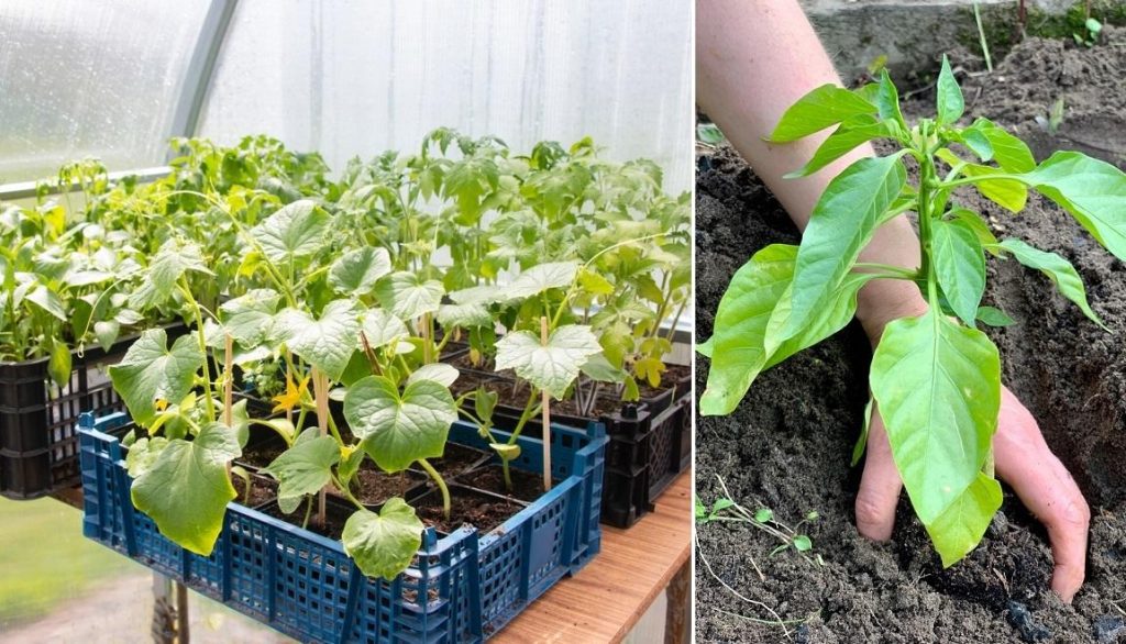 5 проблем із розсадою після пересадки: чим допомогти рослинам
