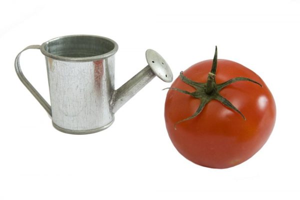 Полив та підживлення томатів