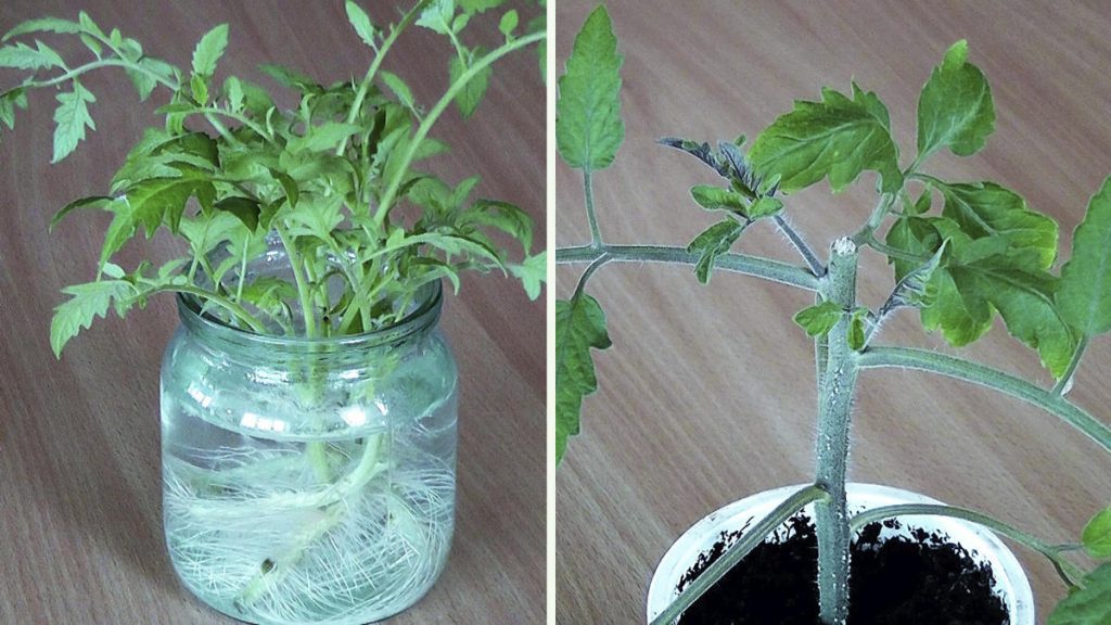 Освоюємо живцювання(черенкование) томатів: як збільшити кількість розсади вдвічі