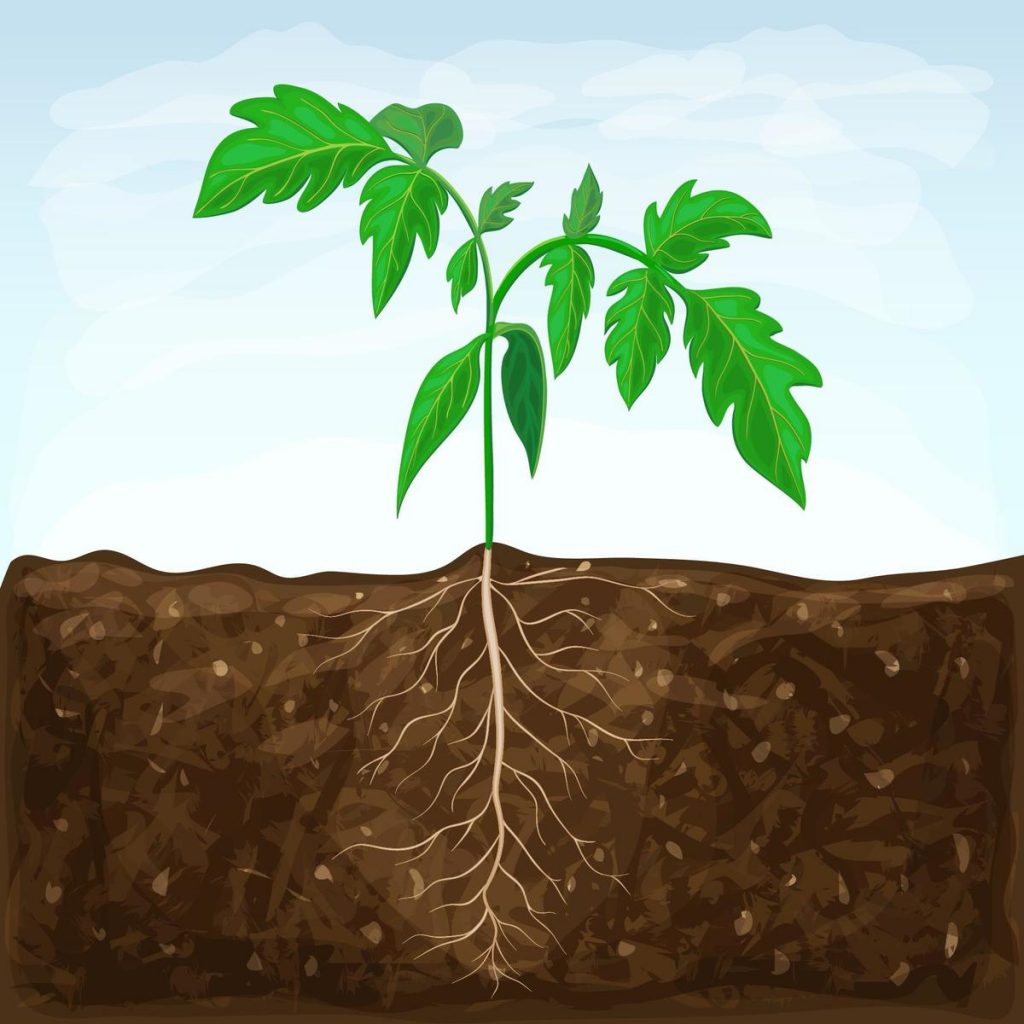 Висадка розсади у відкритий ґрунт та теплицю: як підготувати рослини та ґрунт