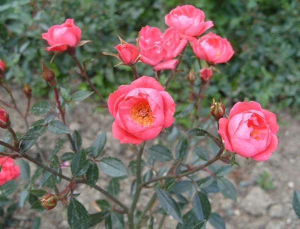 Мініатюрні троянди: успіхи вирощування, найкращі сорти