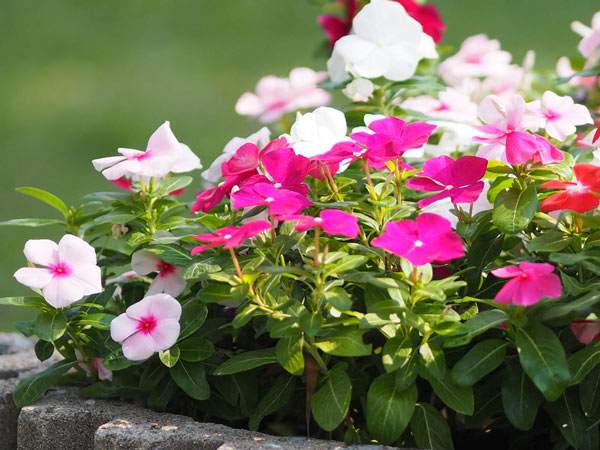 10 рослин, які цвітуть все літо, до морозів