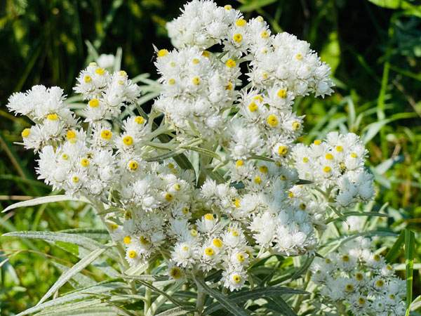 Рідкісні багаторічники з білими квітками: 10 красивих видів та сортів