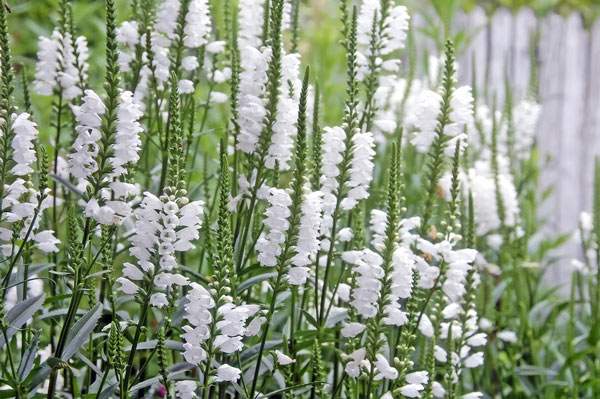 Рідкісні багаторічники з білими квітками: 10 красивих видів та сортів
