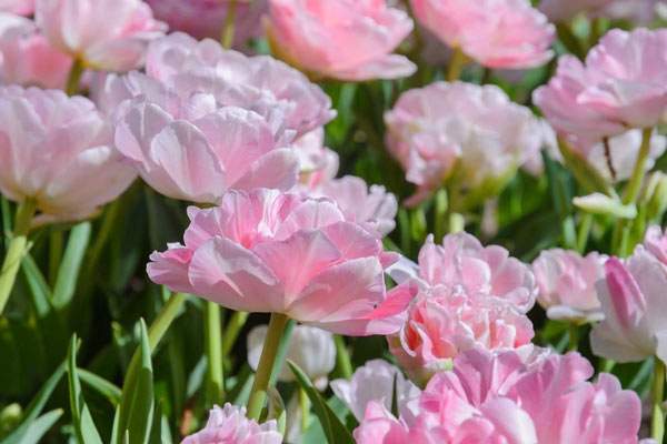 Чому не цвітуть тюльпани: 10 найімовірніших причин