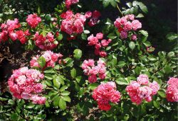 Мініатюрні троянди: успіхи вирощування, найкращі сорти