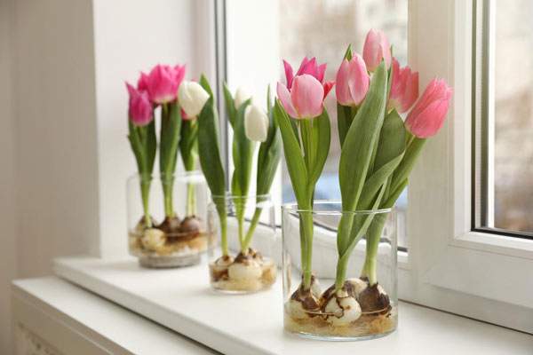 Чому не цвітуть тюльпани: 10 найімовірніших причин