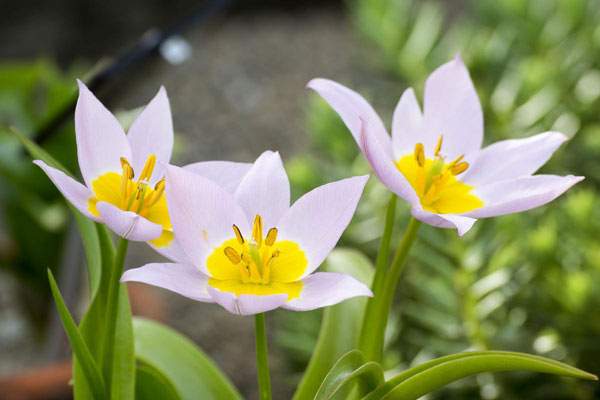 Найкращі види ботанічних тюльпанів: вражаюче красиві, живучі та невибагливі