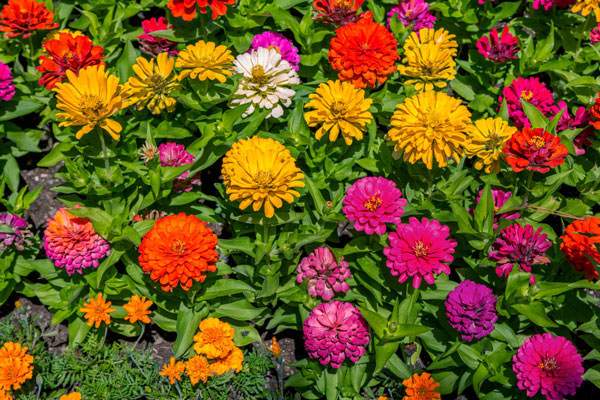 10 рослин, які цвітуть все літо, до морозів