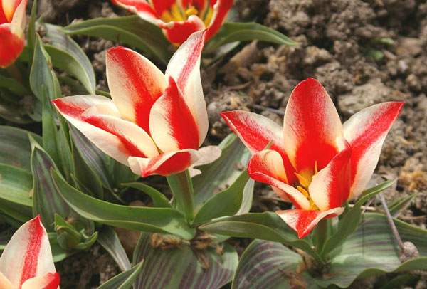 Найкращі види ботанічних тюльпанів: вражаюче красиві, живучі та невибагливі