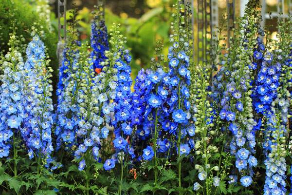 5 рослин з гарним цвітінням: хіти літнього саду