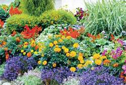 5 рослин з гарним цвітінням: хіти літнього саду