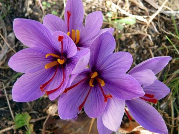Шафран посівний, крокус (Crocus sativus)