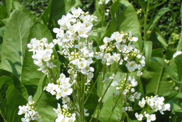 Хрін звичайний (Armoracia rusticana)