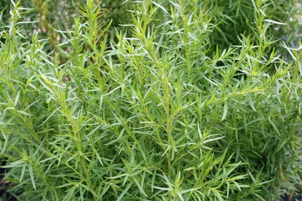 Полин естрагон (Artemisia dracunculus)