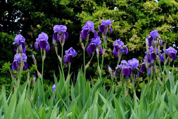 Ірис німецький, Ірис (Iris germanica)