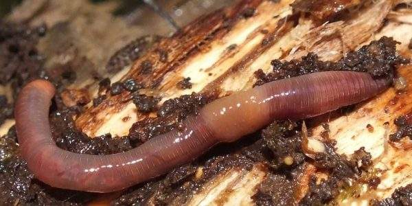 Дощові черви — невидимі орачі