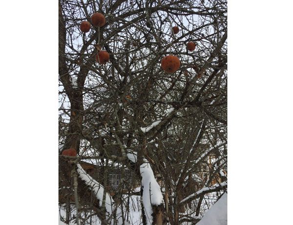 Плодові дерева та чагарники восени: обрізання та захист від зимових втрат
