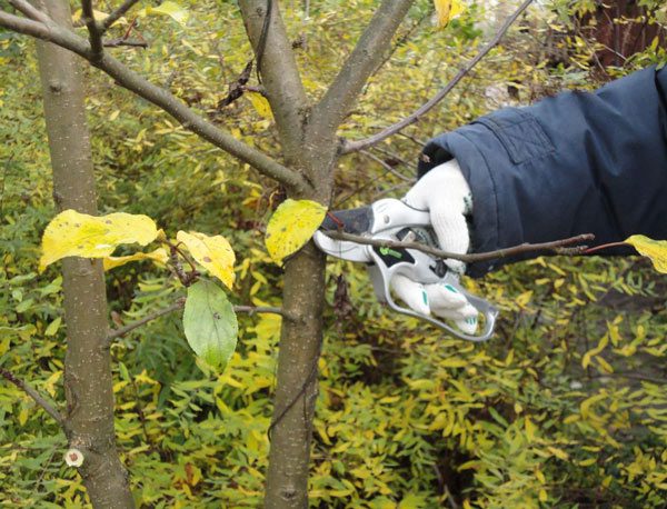 Плодові дерева та чагарники восени: обрізання та захист від зимових втрат