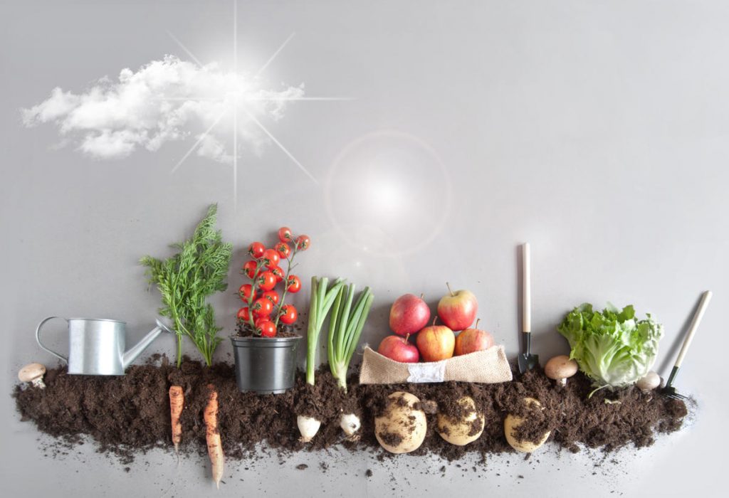Овочева економіка. Що дешевше: посадити чи купити?