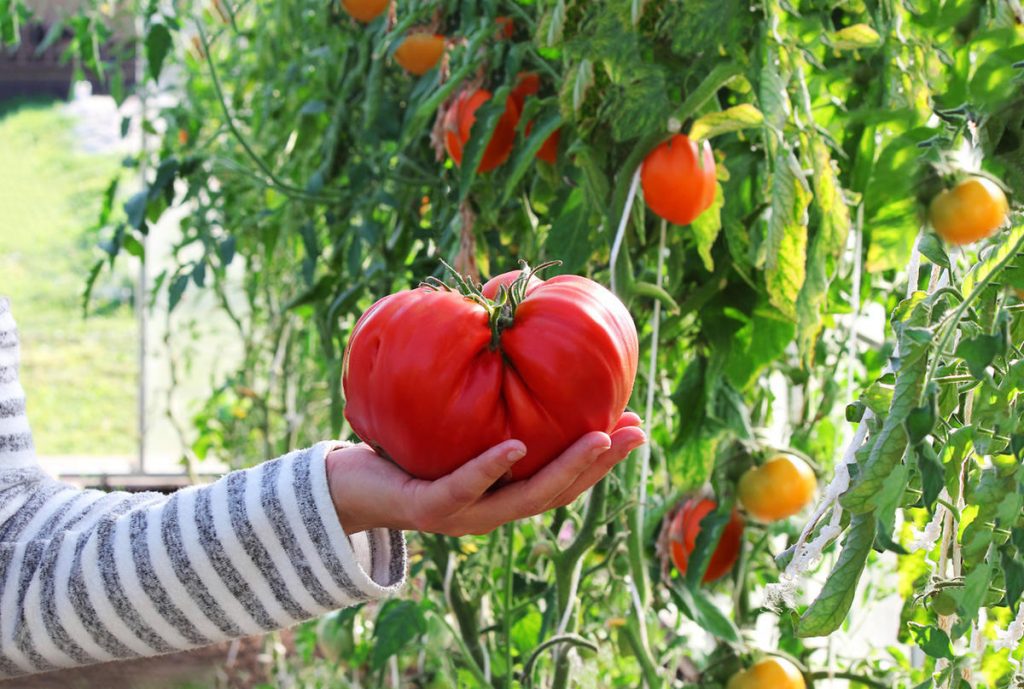 Овочева економіка. Що дешевше: посадити чи купити?