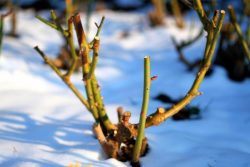 Укриття рослин на зиму: не нашкодь!