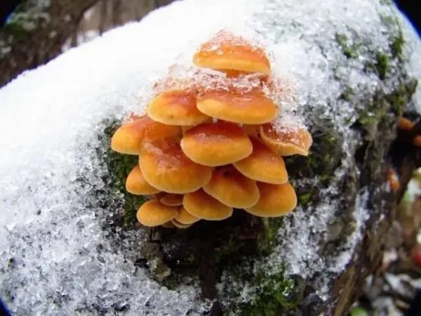 Зимовий гриб