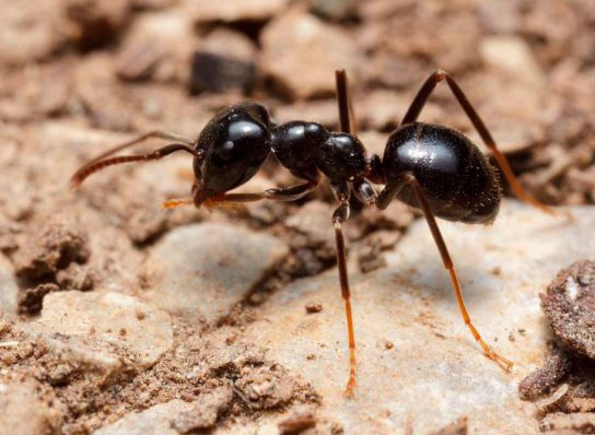 Садова мураха чорна
