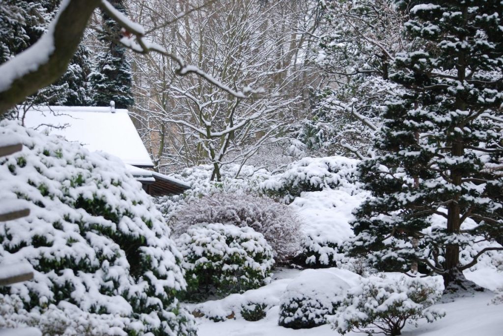 Як підготувати сад до зими: традиції та помилки