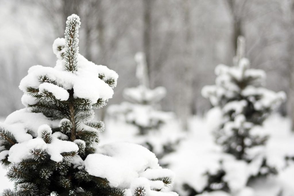 5 поширених міфів про зимове укриття рослин
