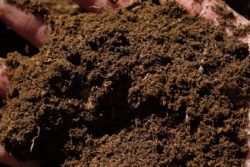 Торф'яні ґрунти та їх придатність для садових культур