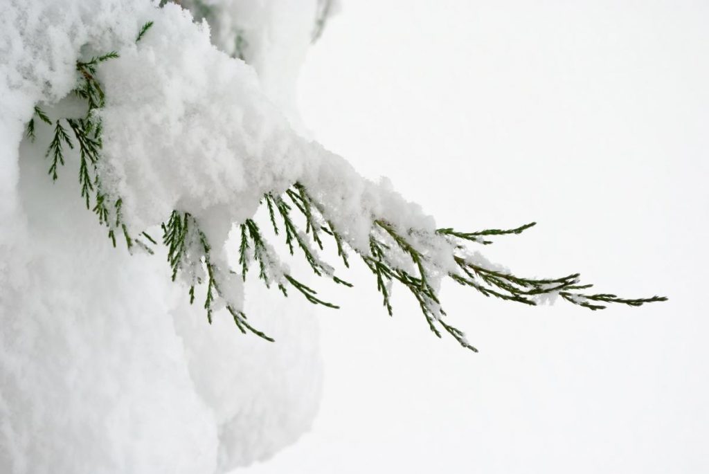 5 поширених міфів про зимове укриття рослин
