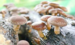 Культивовані гриби