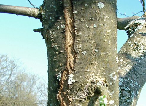Дерева пошкоджені морозом