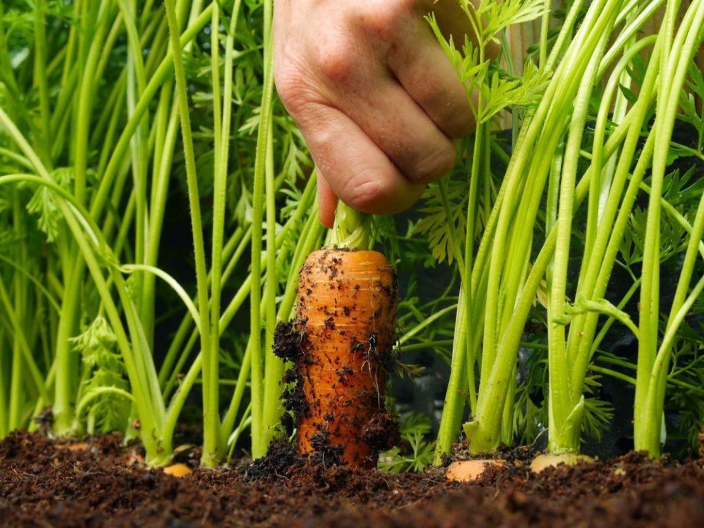 Як правильно садити моркву?