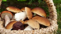 Популярні їстівні гриби