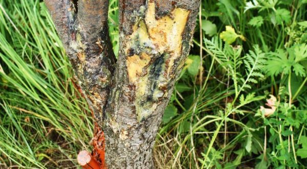 Що робити із зимовими ранами на плодових деревах?