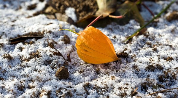 Мороз без снігу: чи варто боятись за рослини у вашому саду