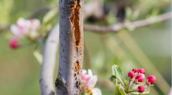Тріщини на корі яблуні: це хвороба чи неправильний догляд, і як терміново допомогти деревам
