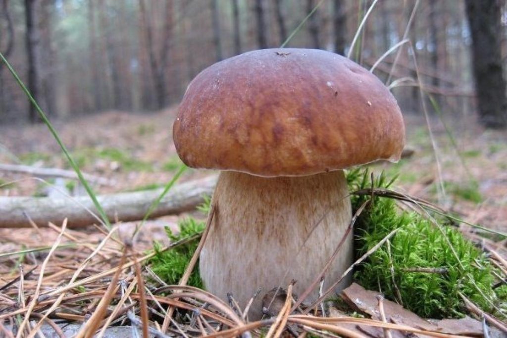 Білий гриб