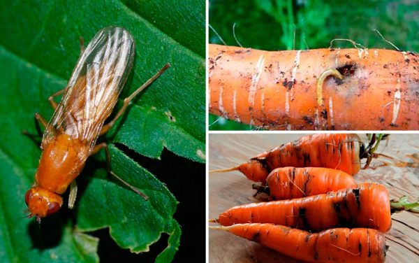 Як позбутися морквяної мухи
